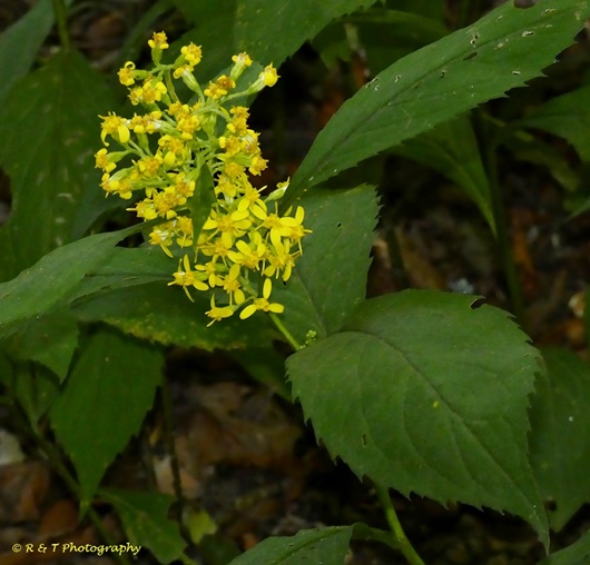 {Solidago flexicaulis}
